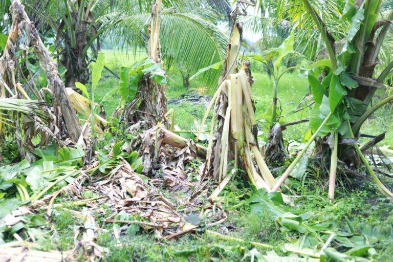 අග්බෝගේ ජීවිතය නැවතත් අවදානමක ?