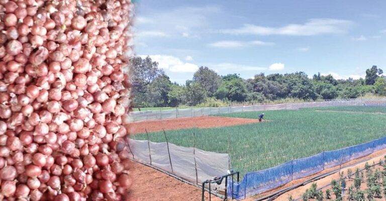 ලොකු ලූණු වගාවට මොකද වෙන්නෙ?