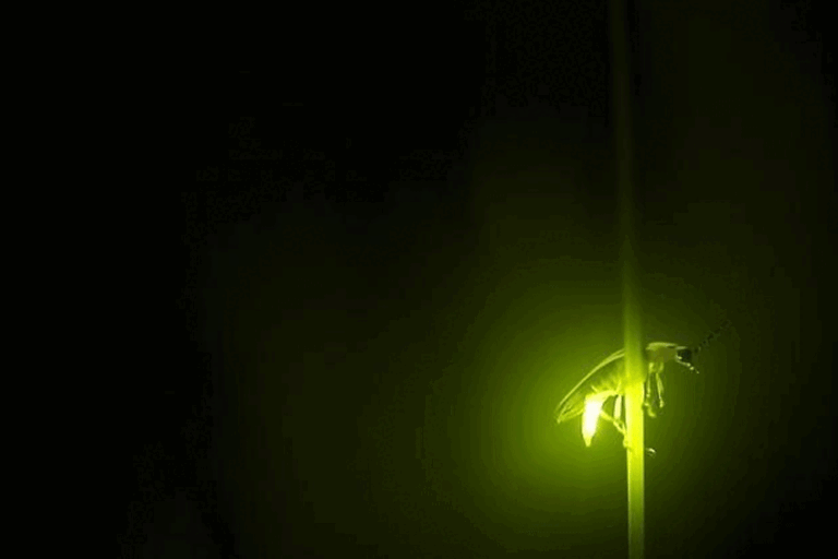 මොන පිස්සුවක්ද ?