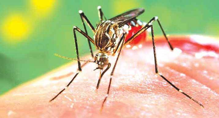 බස්නාහිරට ඩෙංගු අවධානම වැඩියි – අධි වසංගත තත්ත්වයකට පත්වීම අතළඟ