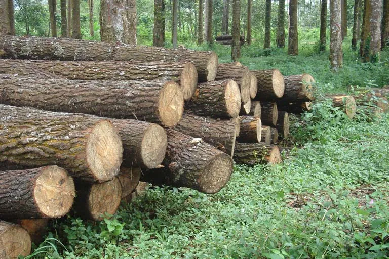 ශ්‍රී ලංකාව පයිනස් දැව ආනයනය සඳහා රු. බිලියන 4.8 ක පිරිවැයක් දරා ඇති බවට අනාවරණයක්!