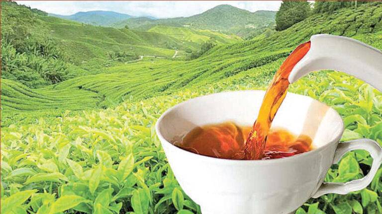 තේ කර්මාන්තයට 2024 යහපත් කලදසාවක් උදා කරයිද?