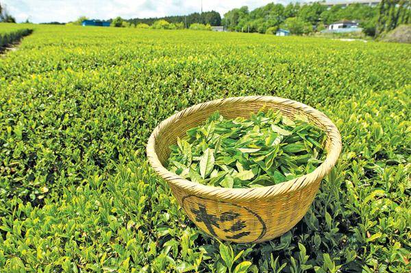 රජයේ පොහොර සමාගම් දෙකෙන් තේ වගාවට පොහොර අවම මිලට !