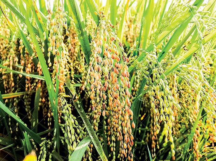 මහ කන්නයේ වී මිලදී ගැනීම ගැන මුදල් අමාත්‍යාංශය ගත් තීරණය!
