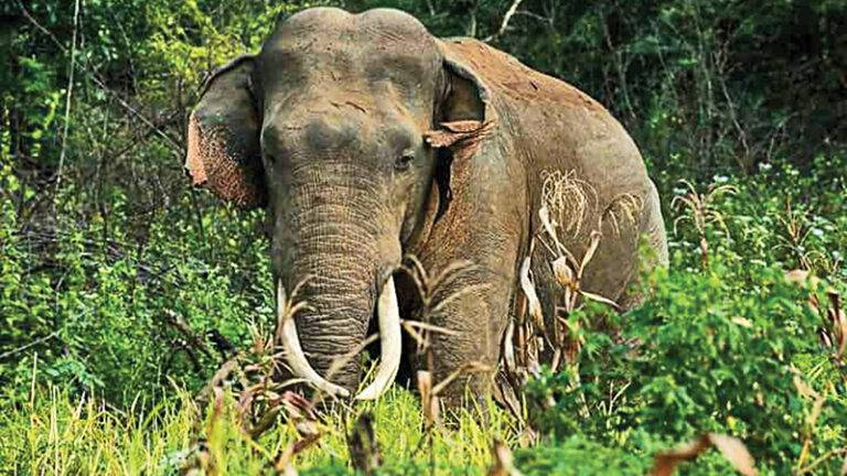 අනතුරට පත් අලියා ආබාධිතයි..