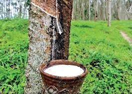 1956 අංක 11 දරණ රබර් පාලන පනත සංශෝධනය කිරීමට කැබිනට් අනුමැතිය!