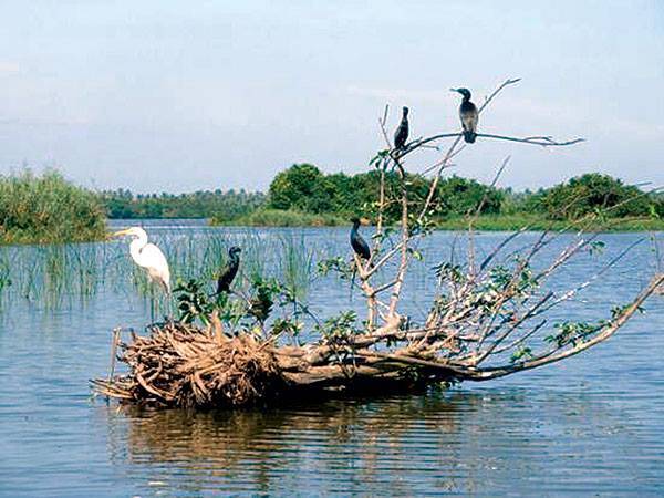 ලෝක තෙත් බිම් දිනය අදයි.