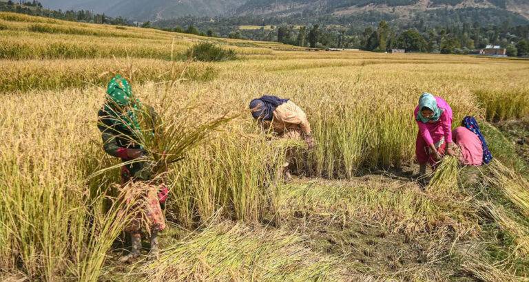 අපේ දහඩිය මහන්සියට නියම මිලක් නෑ, ගොවීන් කනස්සල්ලෙන්