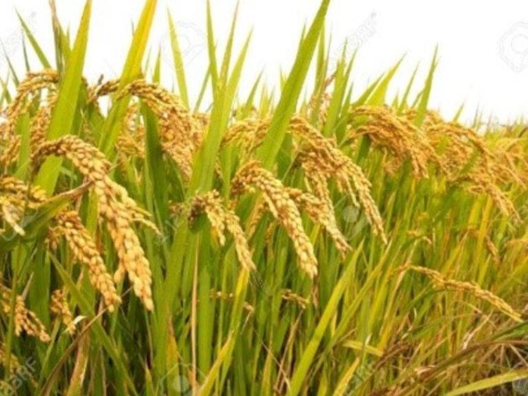 මහවැලි අධිකාරියෙන් නිවේදනයක්!