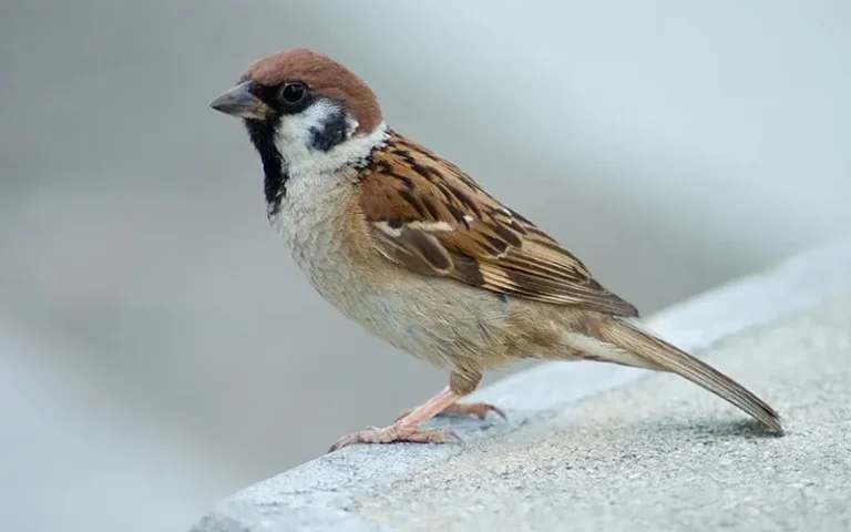 ඔබත් යන්නම යාවිද..