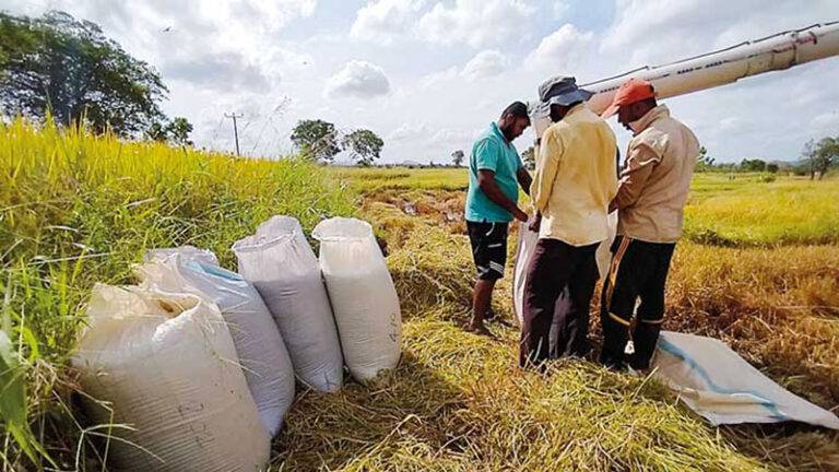 අද (14) සිට දිස්ත්‍රික්ක 7ක වී මිලදී ගැනීම ආරම්භ වේ!