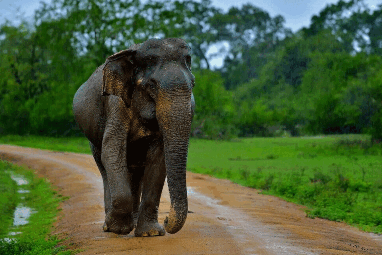 වන අලි ප්‍රහාරයකින් විදේශිකයෙක් මරුට