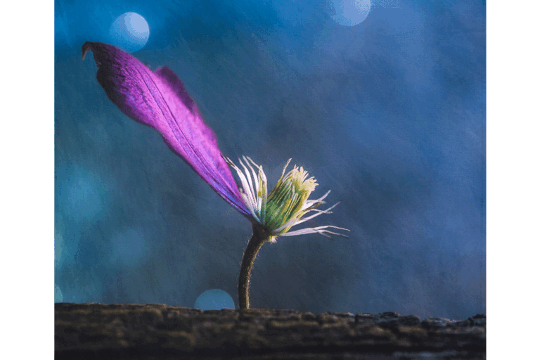 අන්තිම වරය දෙන මල් පෙත්ත ….