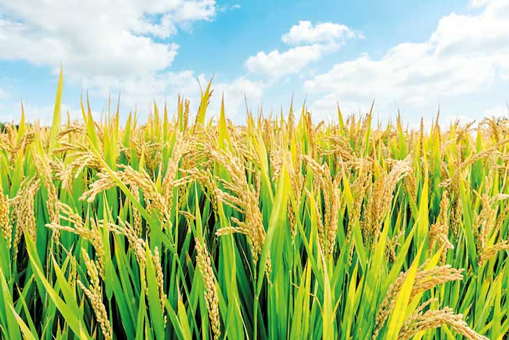 උඩවලව කලාපයට අයත් කුඹුරුවලින් මහ කන්නයේ වැඩිම වී අස්වැන්න!