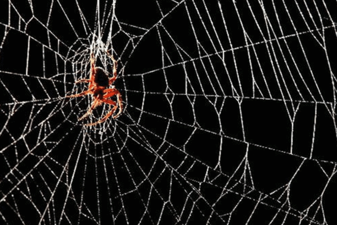spider-web-38
