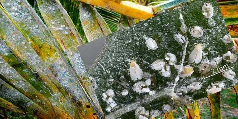 සුදු මැස්සාගෙන් පොල් වගාවට හානි!