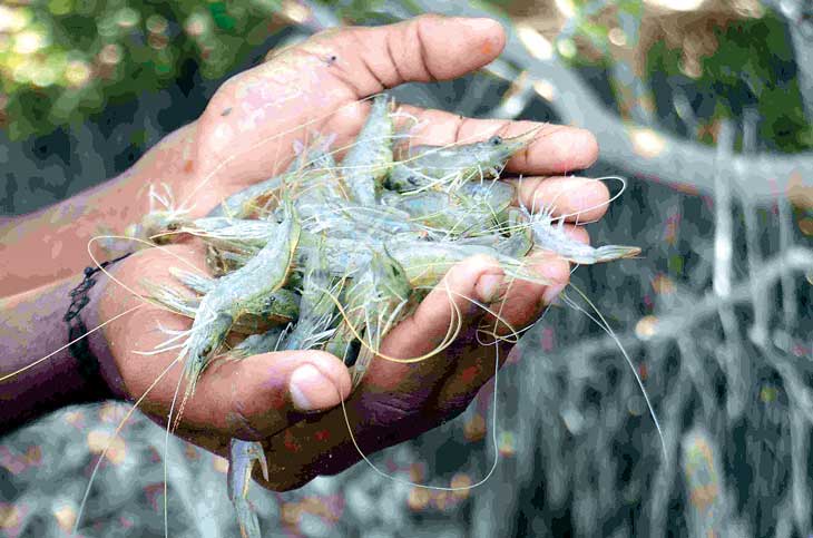 ඉස්සන් වගාව අනතුරේ!