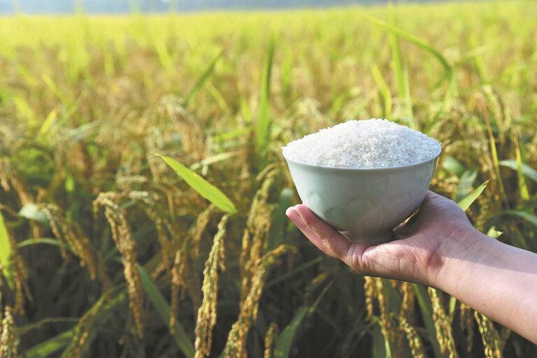 මොනවද මේ “සී රයිස්“(sea rice)?