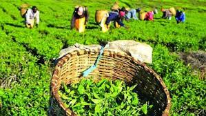 වතුකම්කරුවන්ගේ වැටුප ගැන කැබිනට්ටුව ගත් අලුත් තීන්දුව!