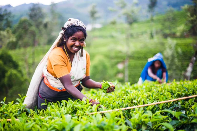 වතු කම්කරුවන්ගේ මුවඟට සිනාවක්!