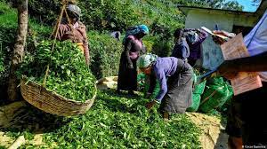 වතුකම්කරු වැටුප් ගැසට්ටුවට එරෙහිව පෙත්සම් විභාගයට දින නියම වෙයි!