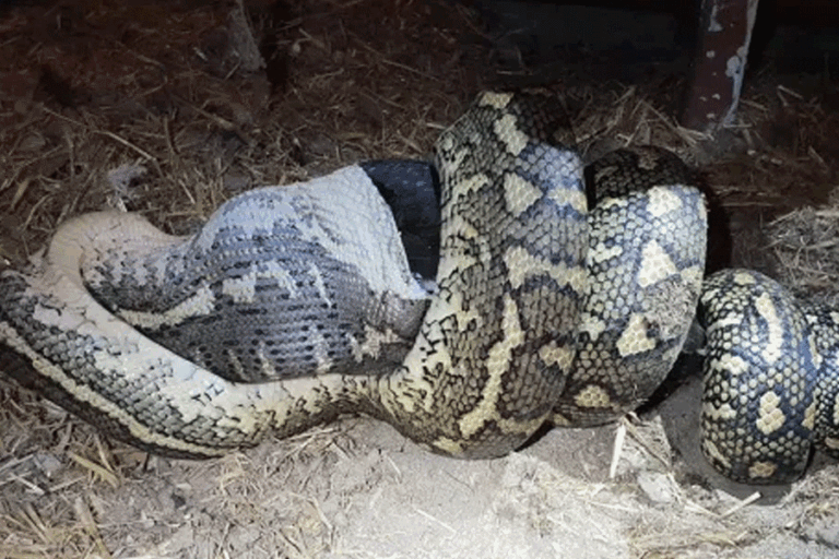 ඉන්දුනීසියාවේ අඩි 20ක් දිග පිඹුරෙක්  කාන්තාවක් ගිල දමයි