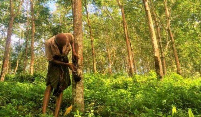 යුරෝපා සංගමයේ මාර්ගෝපදේශ සපුරාලීම සඳහා CH17 ඩිජිටල් වැඩසටහන අනුගමනය කිරීමට සැරසෙන රබර් අපනයනකරුවන්!