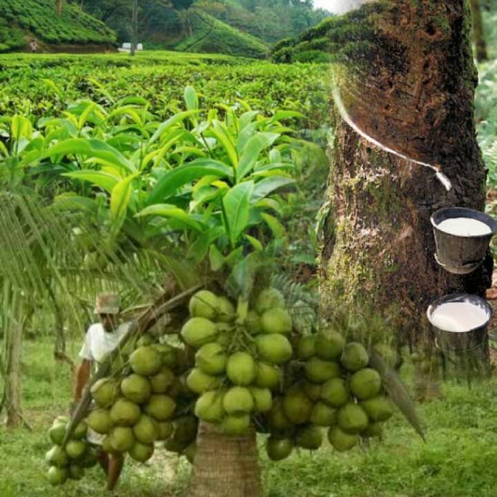 තේ , පොල්, කුරුඳු, සඳහා භාවිතා කරන පොහොර මිල අඩු කෙරේ! 