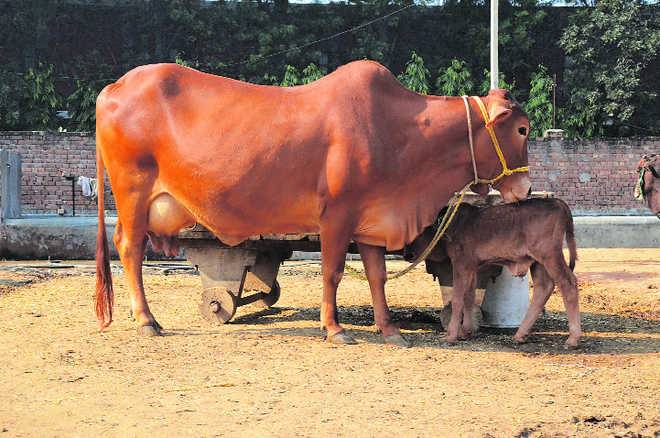 මෙරටට පිට රටින් මීහරක්!