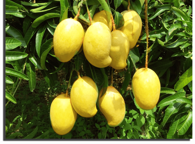 TEJC අඹ ප්‍රභේදය ගැන කෘෂිකර්ම ඇමතිගේ දැඩි අවධානය!