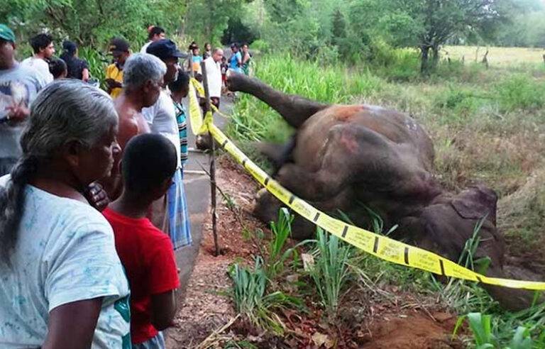පොලිස් වෙඩි පහරින් වන අලියකු මරුට !