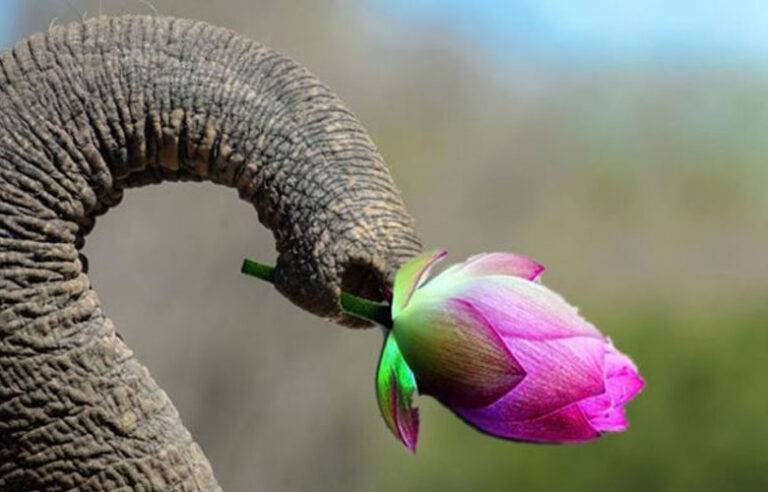 පොහොට්ටුවෙන් පැන්න ගෑස් සිලින්ඩරයන්ගෙන් අලුත් පක්ෂයක් – දිනේෂ්ගෙන් ප්‍රකාශයක්