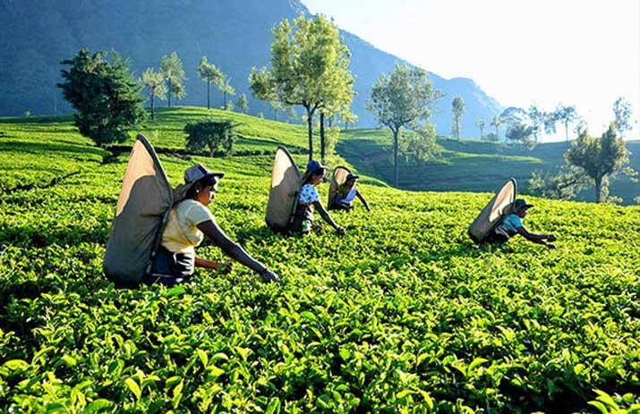 දිලිත්ගෙන් වතු කම්කරුවන්ට පොරොන්දුවක්!