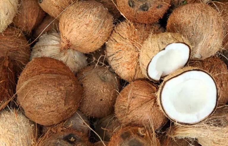 ආණ්ඩුවට පොල් ගහද්දී ආණ්ඩුව පොල් ගානවද ?