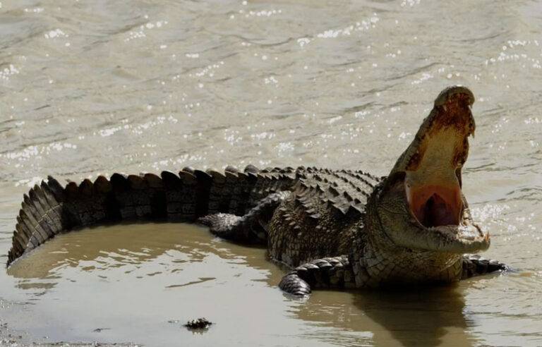 කිඹුල් ප්‍රහාරයකින් පුද්ගලයෙකු මරුට !
