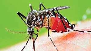 උතුරු – නැගෙනහිර ප්‍රදේශවල විශේෂ ඩෙංගු මර්ධන වැඩසටහනක්!
