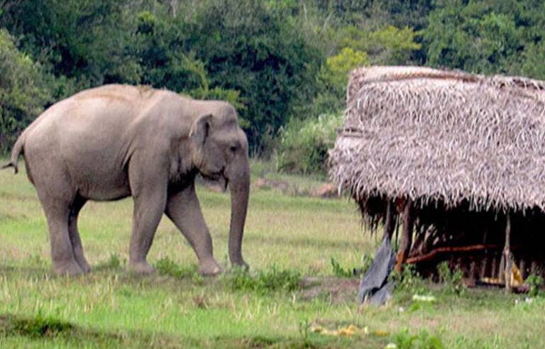 කිසිදා විසඳුමක් නැති වන අලි ගැටලුව ….