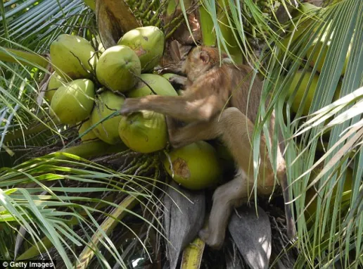 රිලවුන්ගෙන් වගා භූමිය ආරක්ෂා කරගැනීම සහ වන ජීවියේ නොකෙරෙන වෙදකම!
