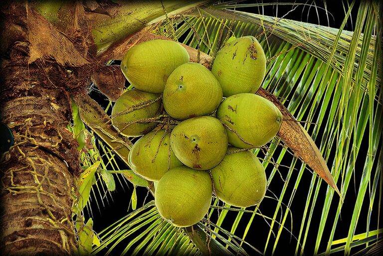 පොල් කර්මාන්ත මණ්ඩලයෙන් අනතුරු ඇඟවීම්!
