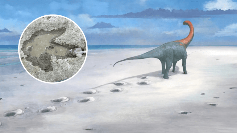 මඩ යට වැළලුණු වසර මිලියන 166කට පමණ පෙර දිවෙන ඩයිනොසෝර පා සටහන්!