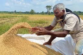 මහ කන්නයේ වී මිලදී ගැනීමේ ක්‍රියාවලියට ත්‍රිවිධ හමුදා සහය!