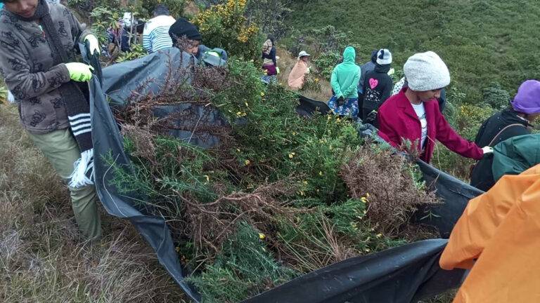 හොර්ටන්තැන්න ජාතික උද්‍යානයේ ආක්‍රමණශීලී ශාඛ ඉවත් කරයි!
