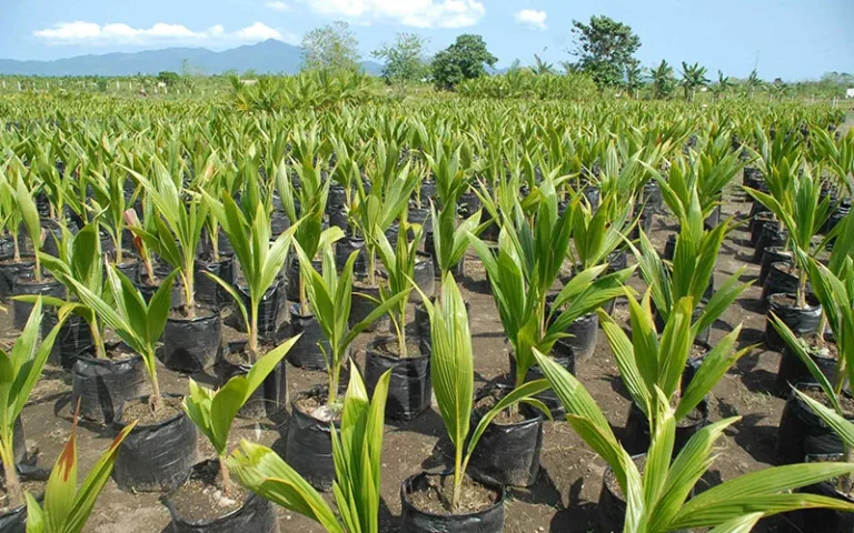 පොල් හිඟයට විසඳුමක්!