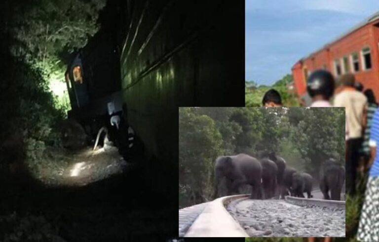 මීනගයා දුම්රියේ වන අලි රංචුවක් ගැටෙයි. වන අලි පස්දෙනෙක් මරුට !