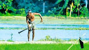 2025 අයවැයෙන් ගොවියාටත් වාසි රැසක්!