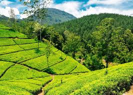ශ්‍රී ලංකා වැවිලි සමාගම් බදු ගෙවීම් හමුවේ දැඩි පීඩනයක!