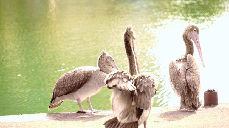 බැක්ටීරියා ආසාදනයක් බේර වැවේ සතුන් මියයෑමට හේතුව යැයි සොයා ගැනේ!