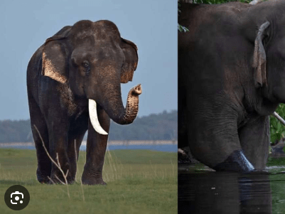 යුනිකෝන් හස්තියා මිය ගිහින්: පරිසර අමාත්‍ය පාර්ලිමේන්තුවේදී කියයි!
