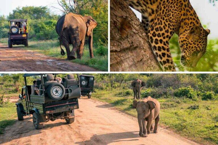 අද (01) සිට යාල ජාතික වනෝද්‍යානය තාවකාලිකව වසා දැමේ!