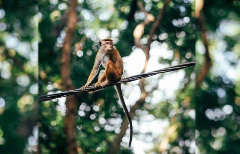 පානදුරේ වඳුරා නොහොත් කරන්ට් කවි